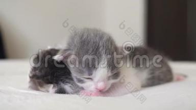 搞笑视频两只可爱的新生小猫在床上集体睡觉.. 宠物概念宠物概念。 小猫条纹睡眠